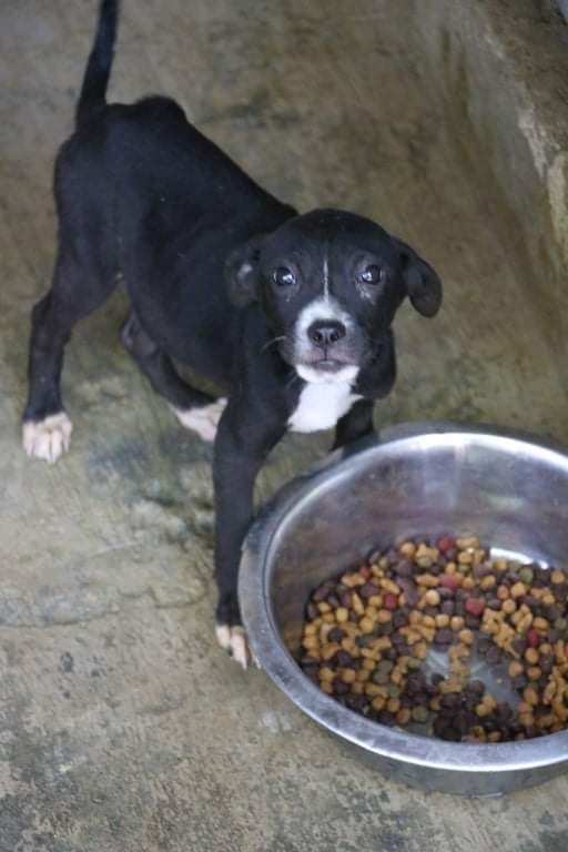 Enlarge WILEY, a Adoptable mixed breed in New York, NY image 9/12