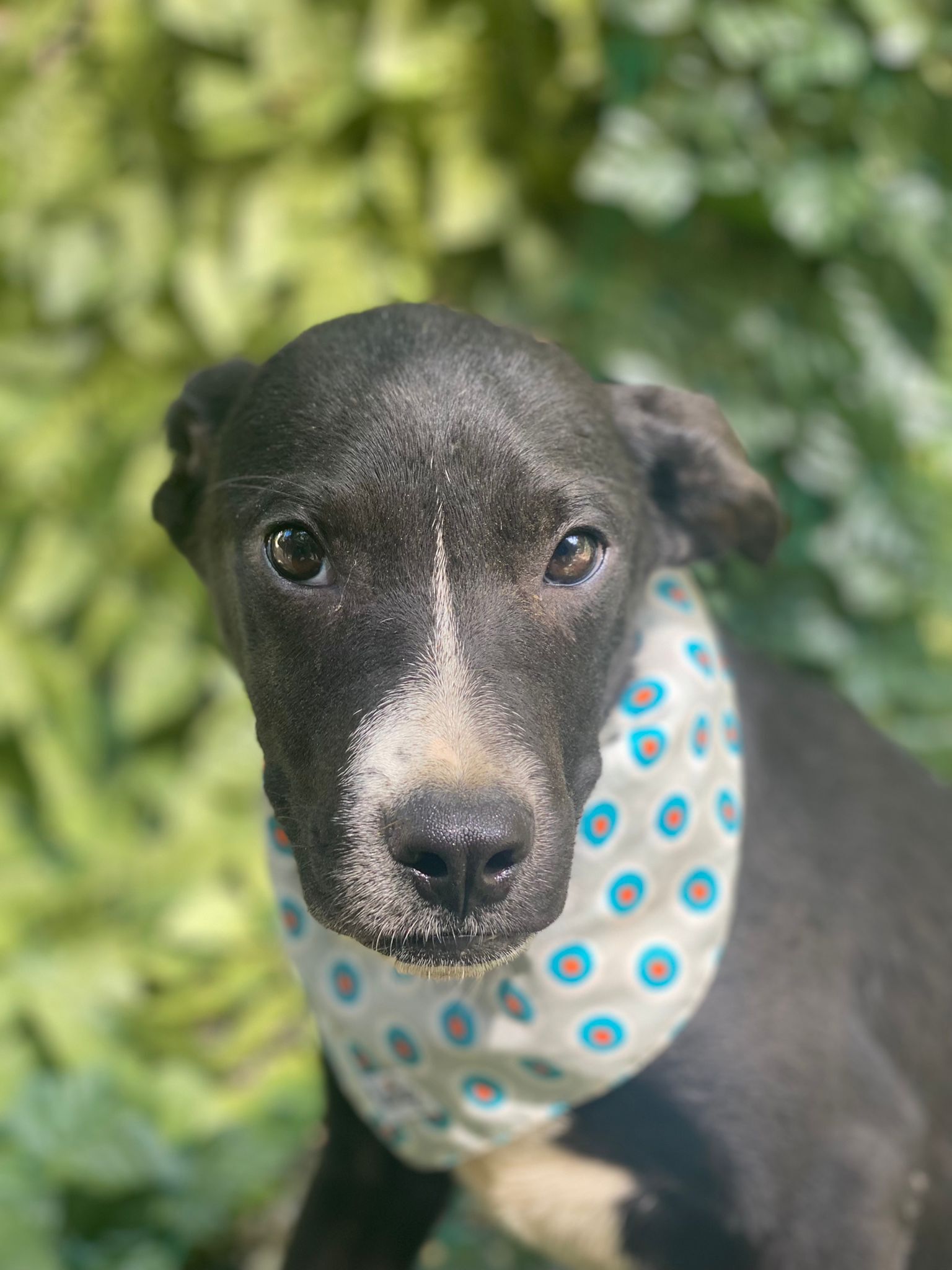 WILEY, a Adoptable mixed breed in New York, NY image 1/12