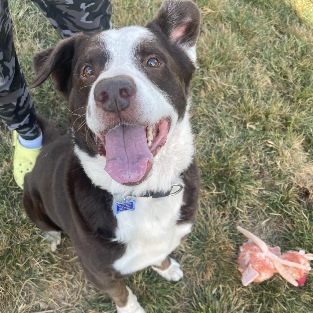 Enlarge Howard, a Adoptable mixed breed in Shawnee, KS image 1/5