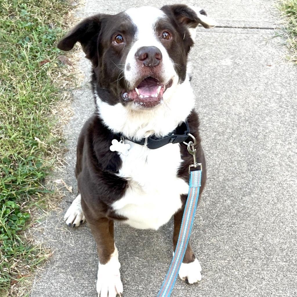 Enlarge Howard, a Adoptable mixed breed in Shawnee, KS image 2/5
