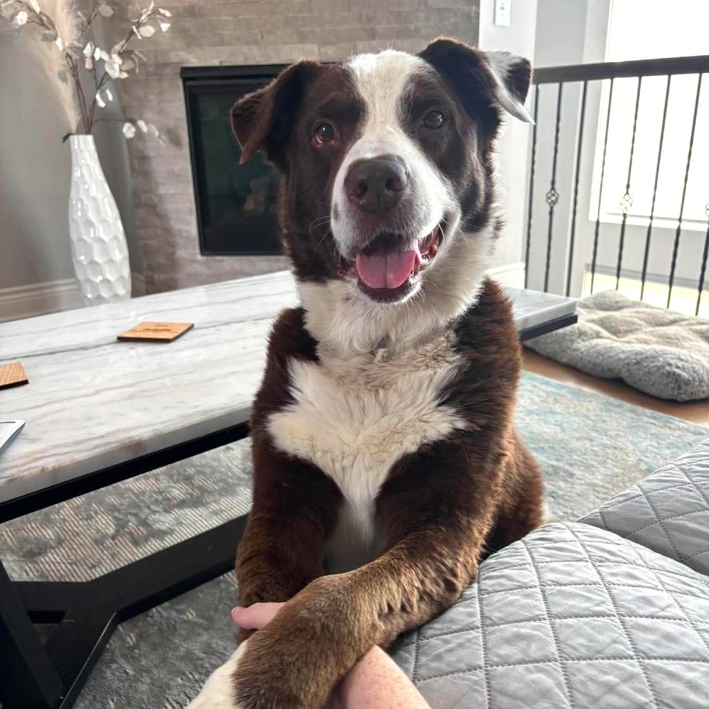 Enlarge Howard, a Adoptable mixed breed in Shawnee, KS image 3/5