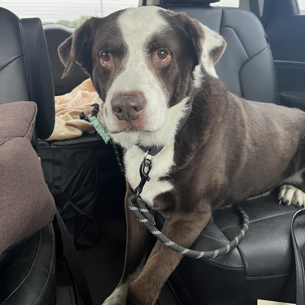 Enlarge Howard, a Adoptable mixed breed in Shawnee, KS image 4/5