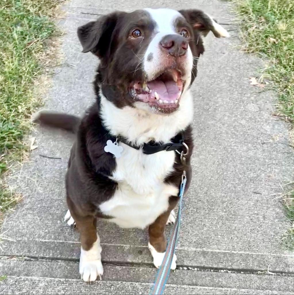 Enlarge Howard, a Adoptable mixed breed in Shawnee, KS image 5/5