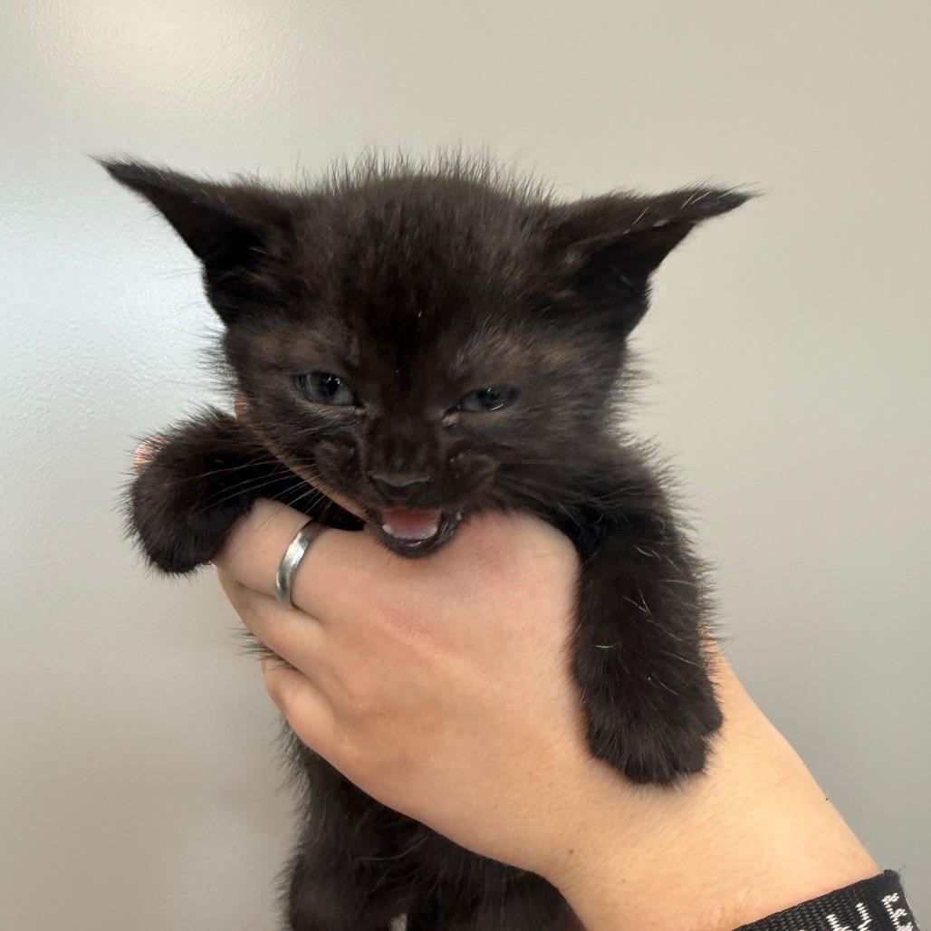 Raven Litter 1, Adoptable, Kitten Female Domestic Short Hair.