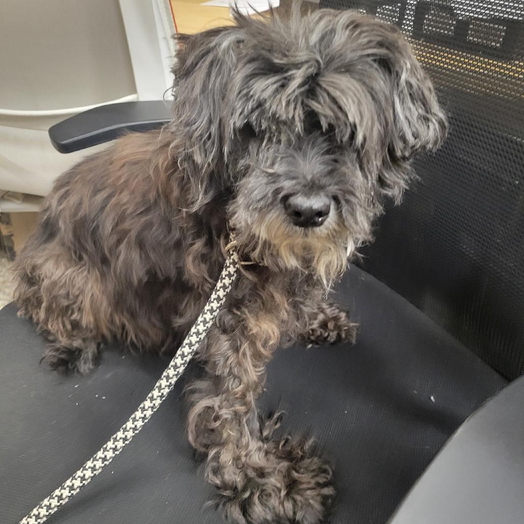 Enlarge Ms. Magoo, a Adoptable mixed breed in Tipton, IN image 2/5
