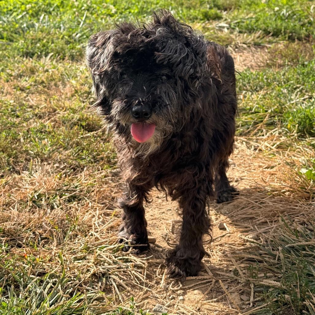 Enlarge Ms. Magoo, a Adoptable mixed breed in Tipton, IN image 4/5