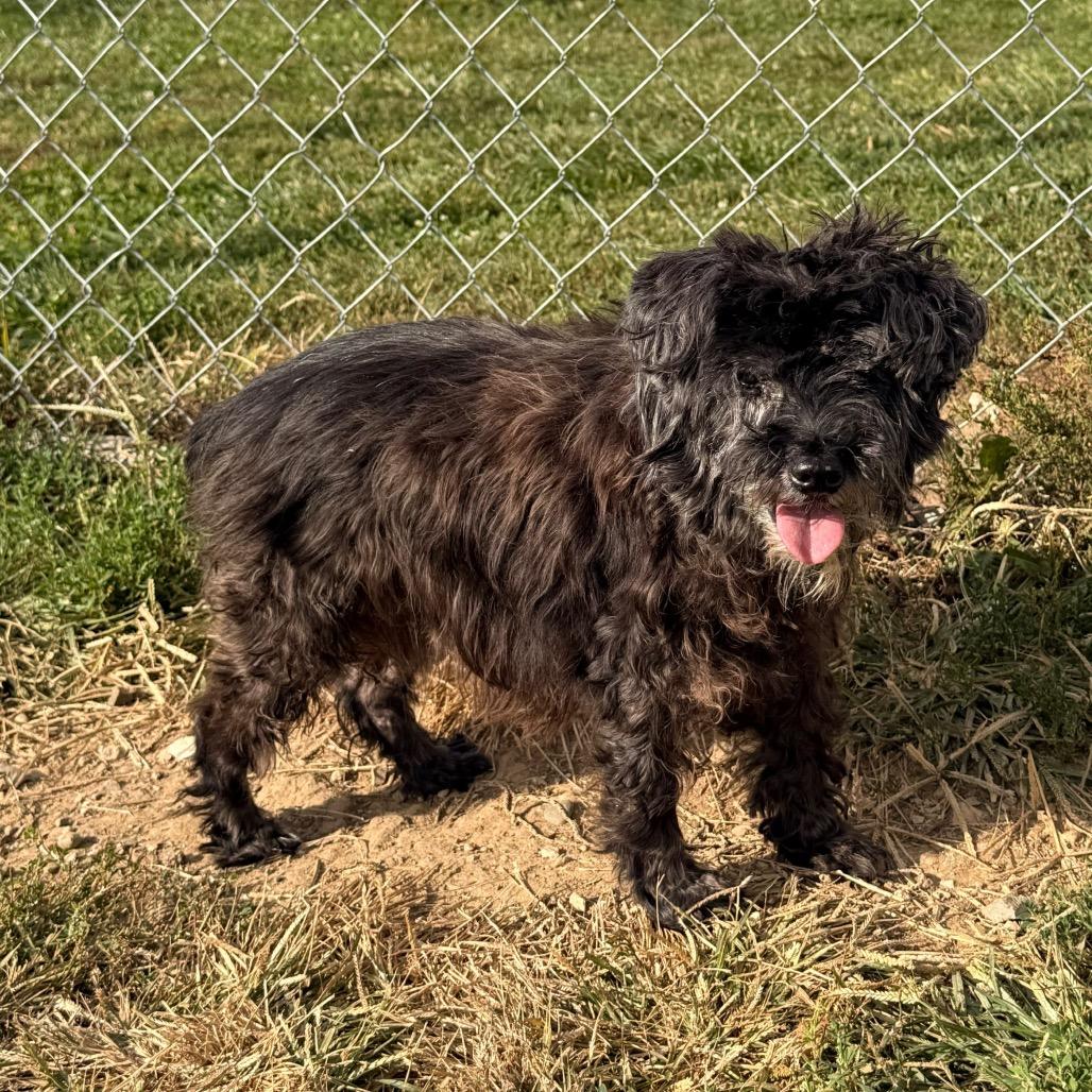 Enlarge Ms. Magoo, a Adoptable mixed breed in Tipton, IN image 5/5