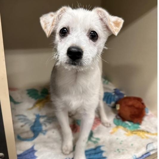 Audie, ADOPTABLE, Puppy Male Mixed Breed.