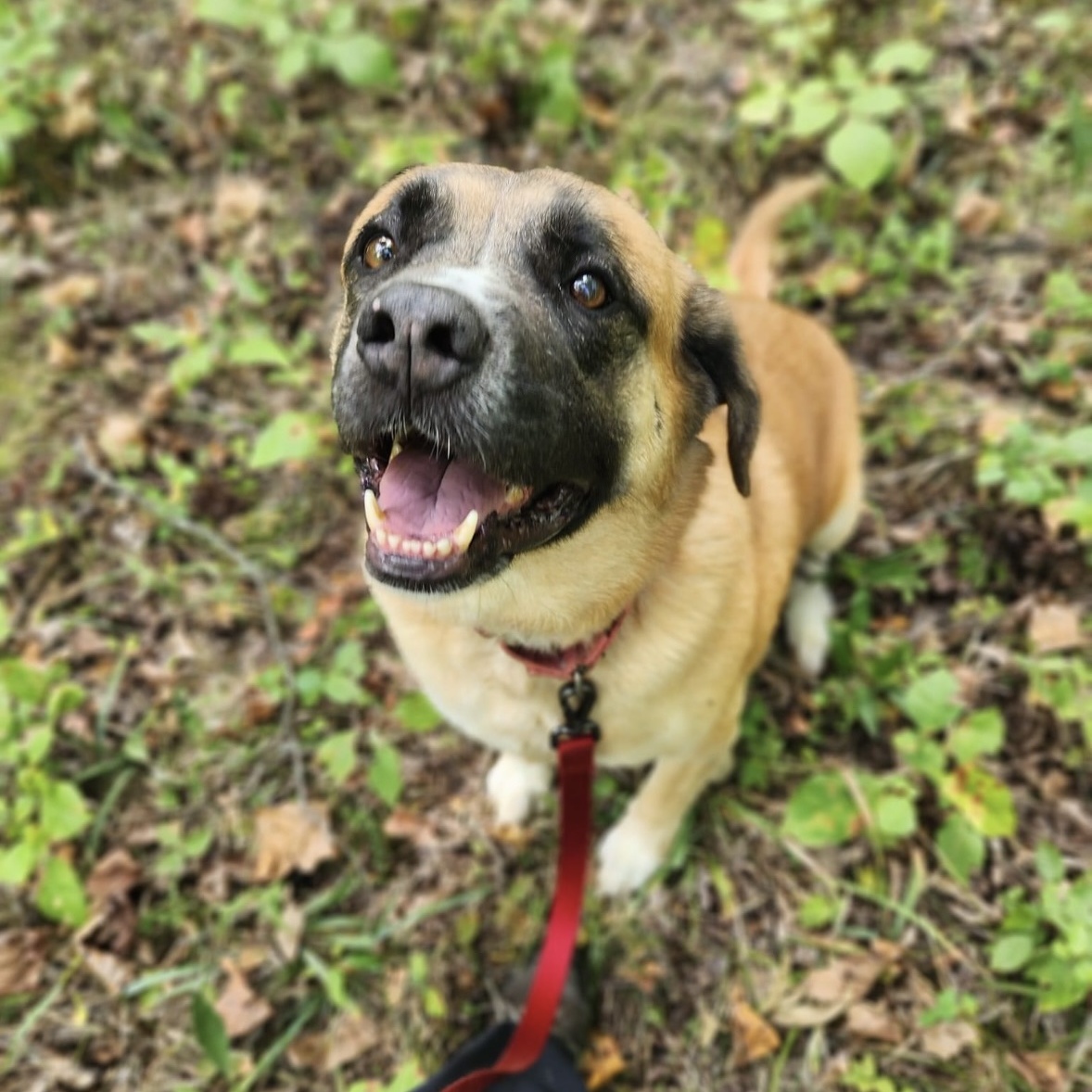 Sophie, Adult Female Anatolian Shepherd