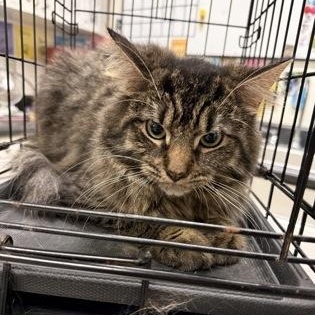 Enlarge Monster, a Adoptable Domestic Long Hair in Athens, GA image 1/1