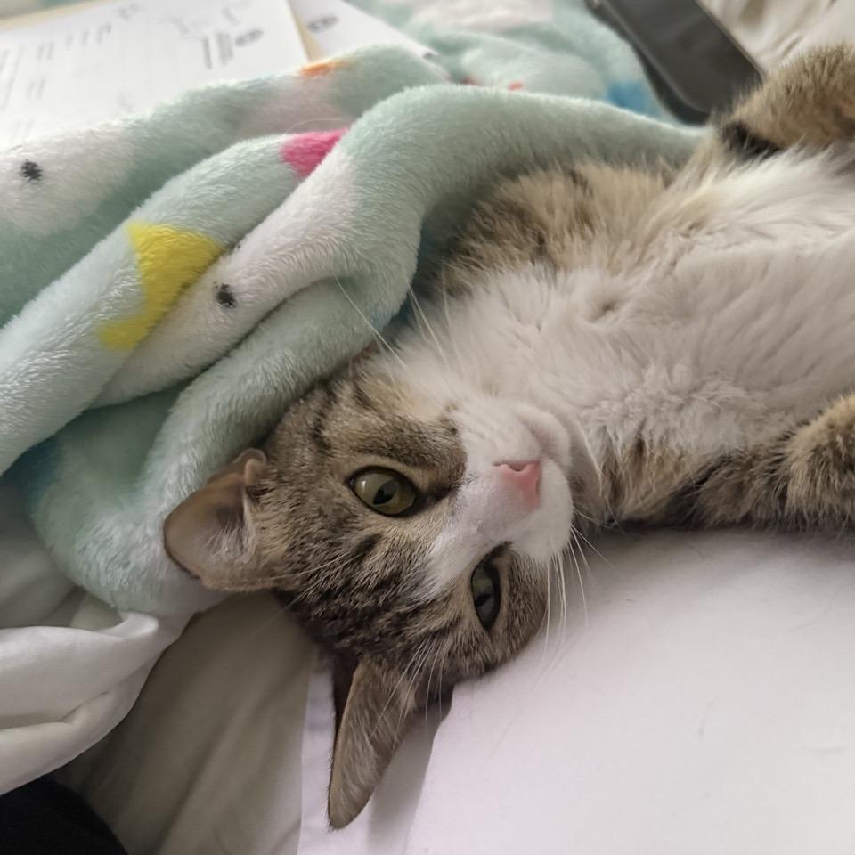 Enlarge Velma, a Adoptable Domestic Short Hair in Chattanooga, TN image 1/6