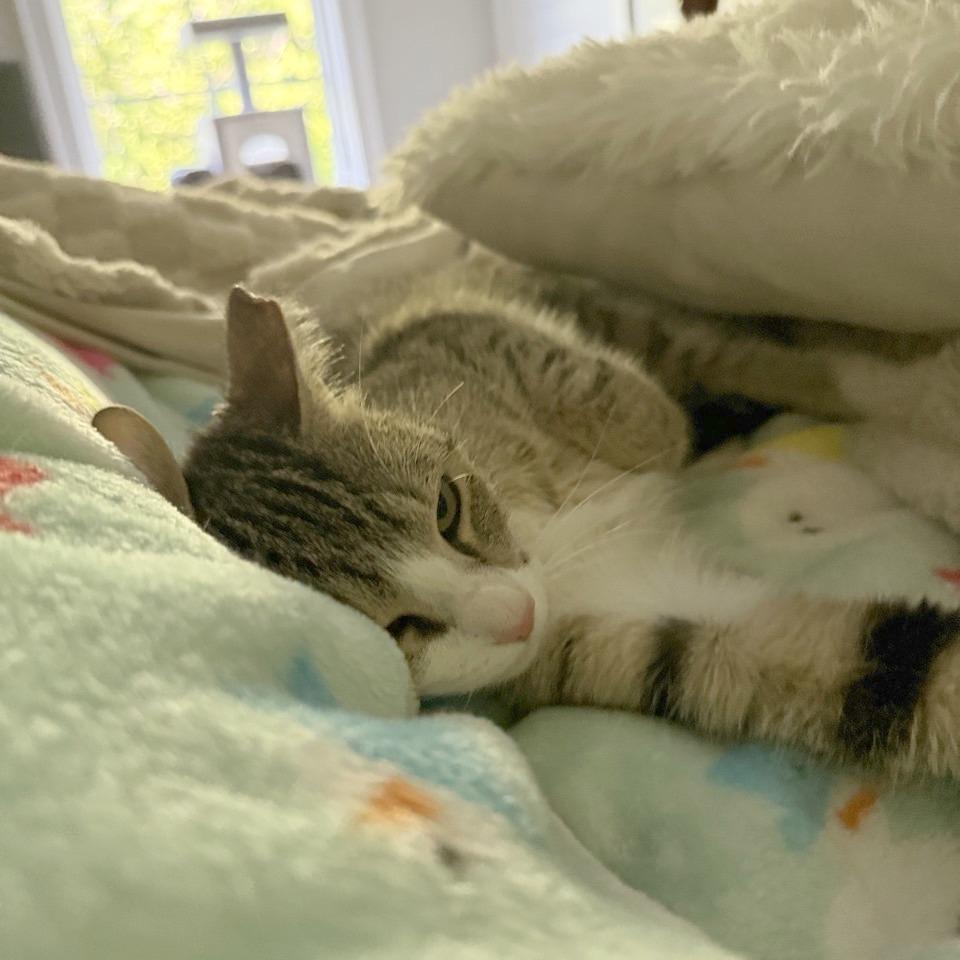 Enlarge Velma, a Adoptable Domestic Short Hair in Chattanooga, TN image 2/6