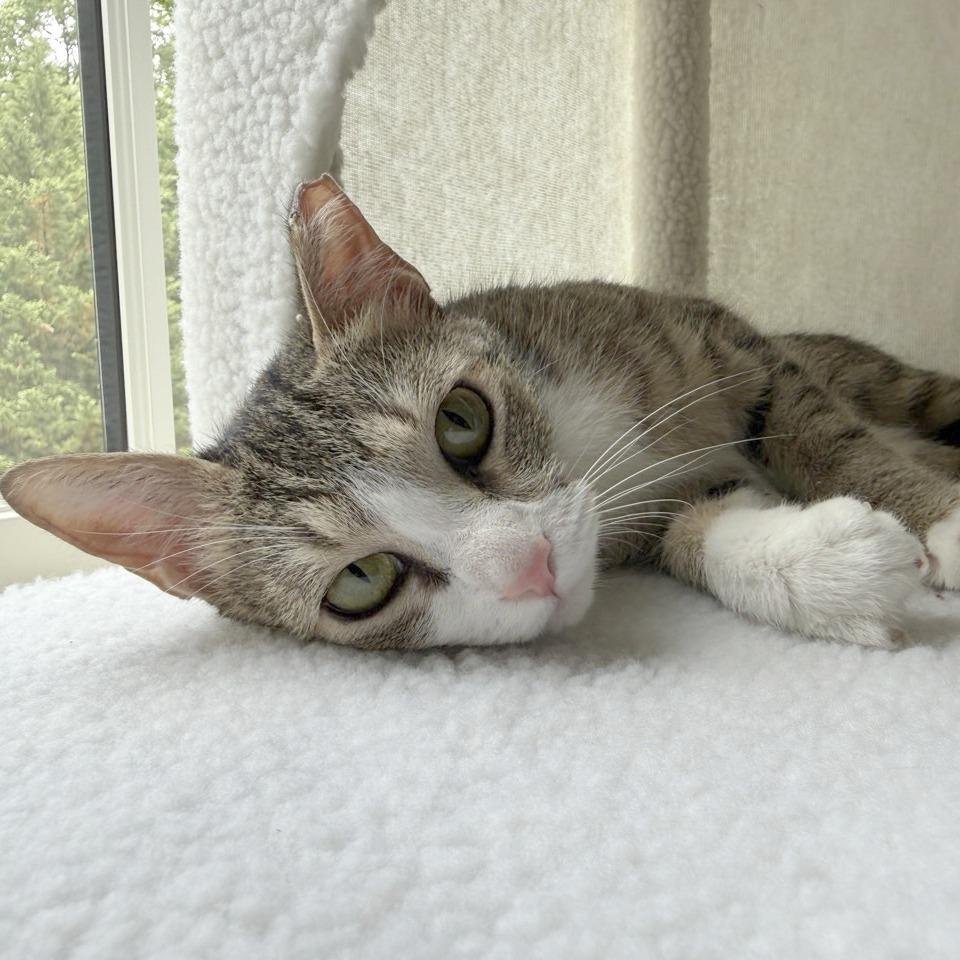 Enlarge Velma, a Adoptable Domestic Short Hair in Chattanooga, TN image 3/6
