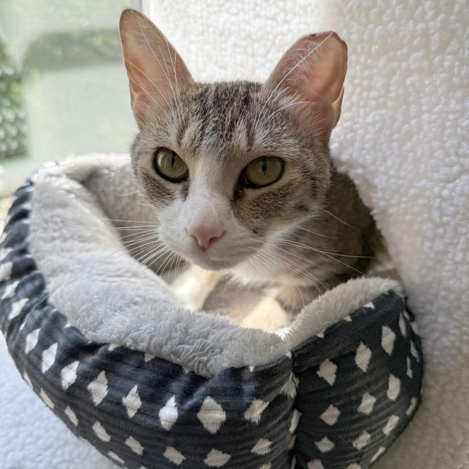 Enlarge Velma, a Adoptable Domestic Short Hair in Chattanooga, TN image 4/6