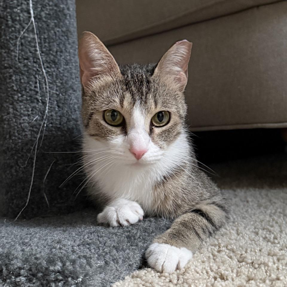 Enlarge Velma, a Adoptable Domestic Short Hair in Chattanooga, TN image 5/6