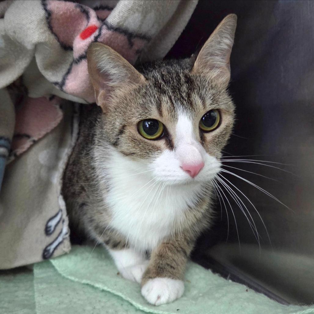 Enlarge Velma, a Adoptable Domestic Short Hair in Chattanooga, TN image 6/6