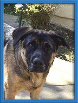 Bandit, Adoptable, Young Female German Shepherd Dog.