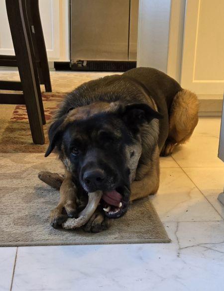 Enlarge Bandit, a Adoptable German Shepherd Dog in Irvine, CA image 2/3