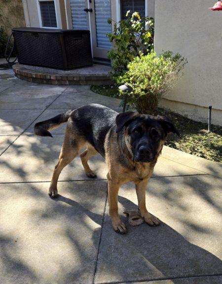 Enlarge Bandit, a Adoptable German Shepherd Dog in Irvine, CA image 3/3