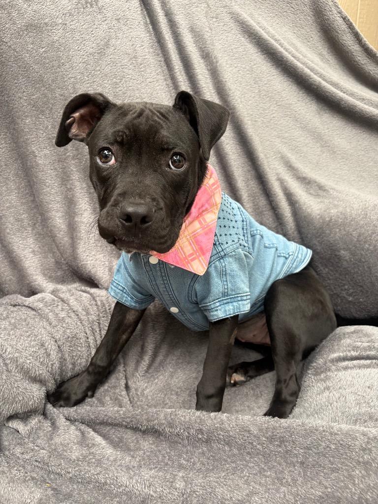 Esther, a Adopted Pit Bull Terrier in Findlay, OH image 1/3