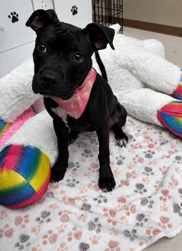 Esther, a Adopted Pit Bull Terrier in Findlay, OH image 2/3