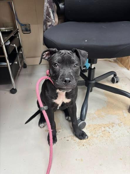 Esther, a Adopted Pit Bull Terrier in Findlay, OH image 3/3