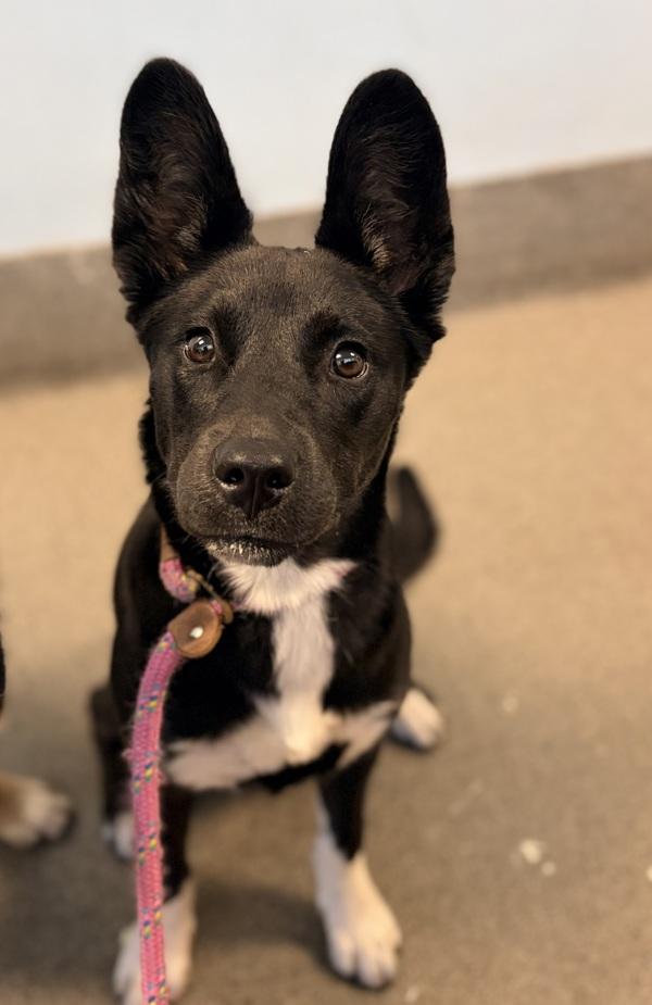 Scuba, Adoptable, Young Female Siberian Husky & Shepherd.