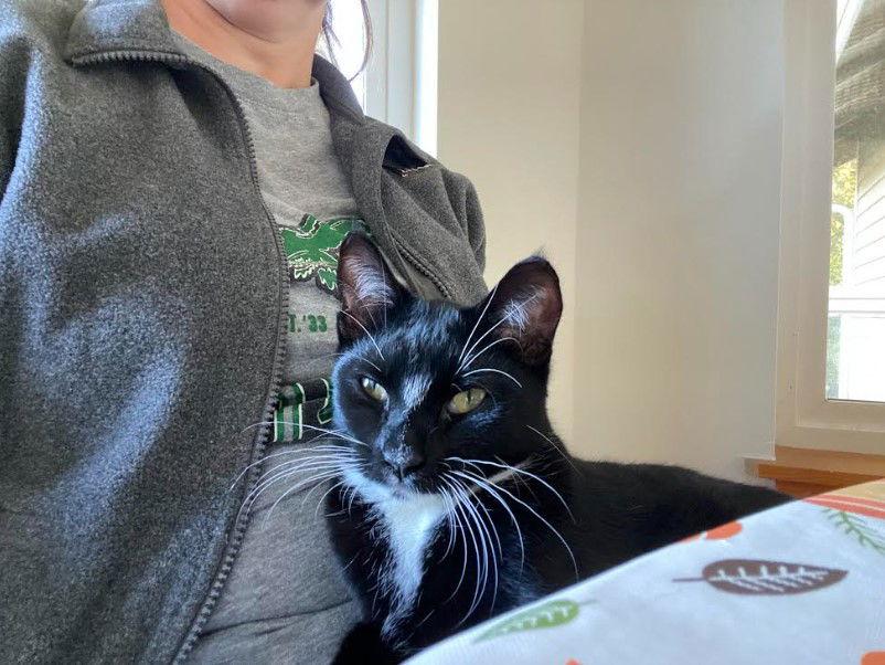 Dyson, Adoptable, Young Male Domestic Short Hair.