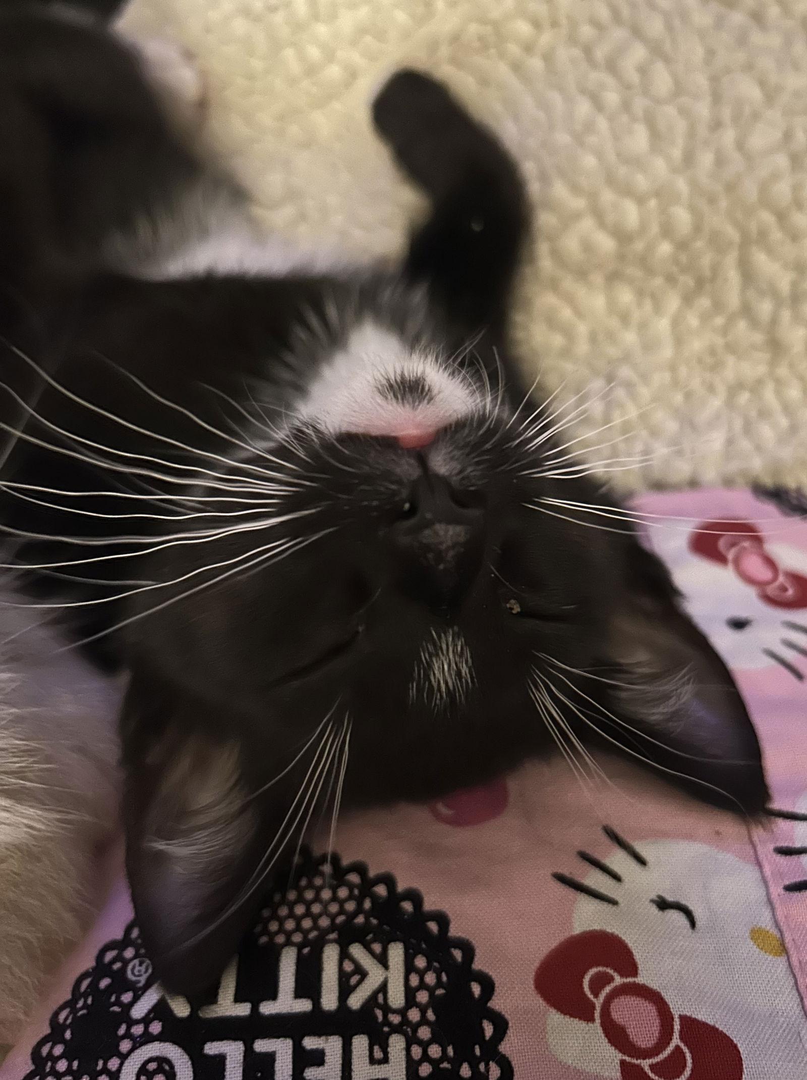 Dyson, a Adoptable Domestic Short Hair in Burlington, WA image 1/3