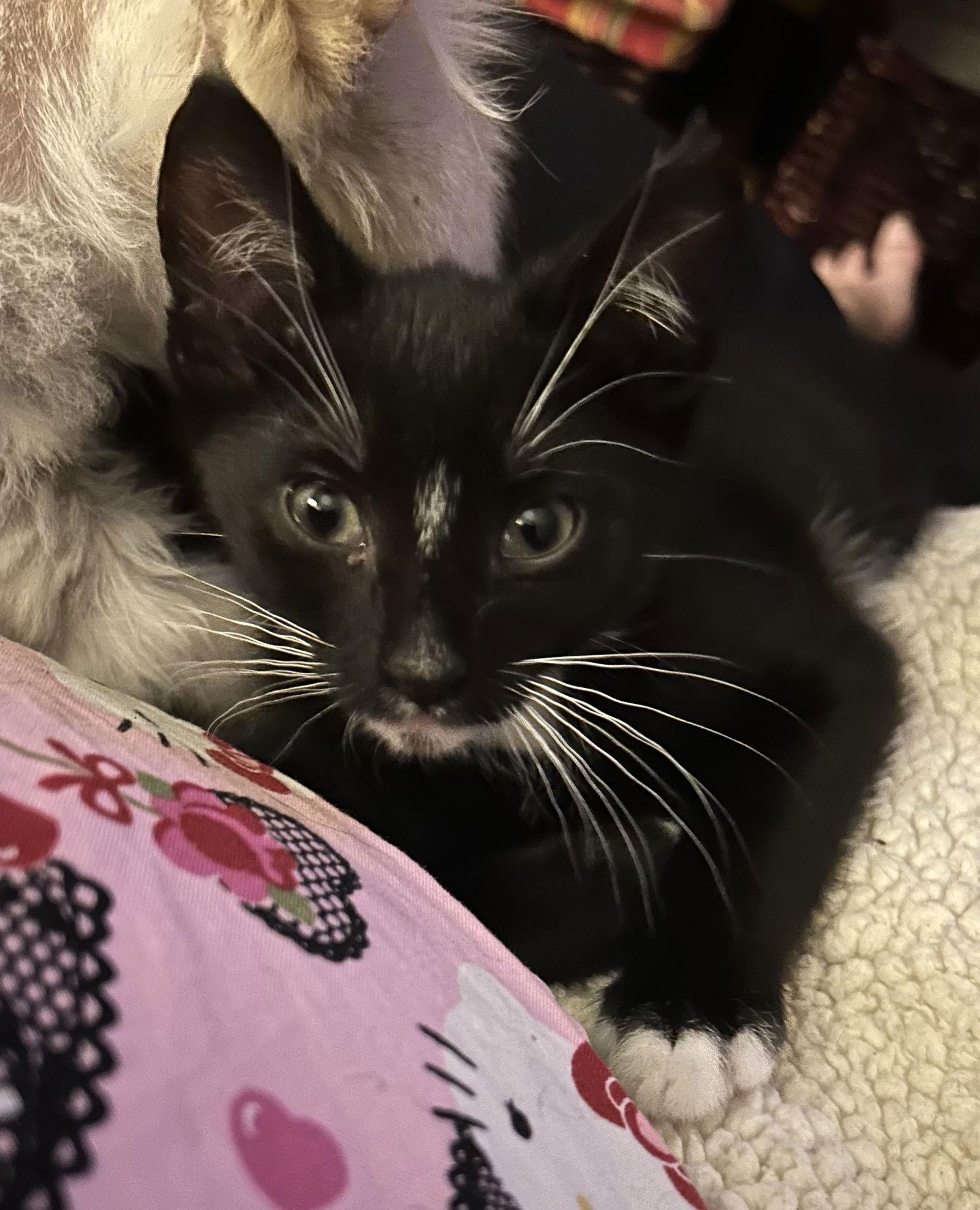 Dyson, a Adoptable Domestic Short Hair in Burlington, WA image 2/3