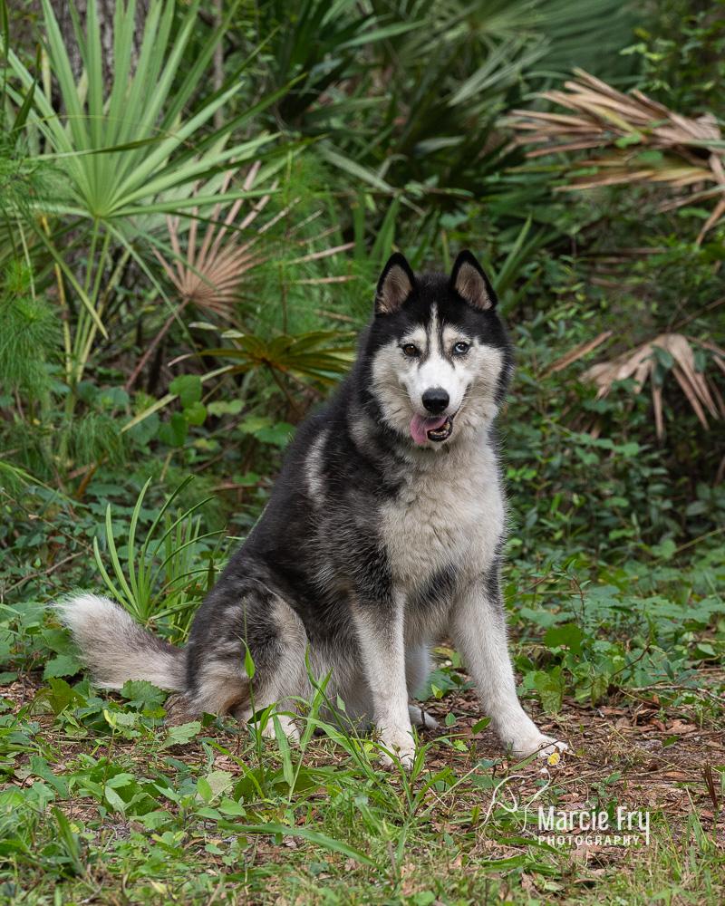 luna, ADOPTABLE, Adult Female Siberian Husky.