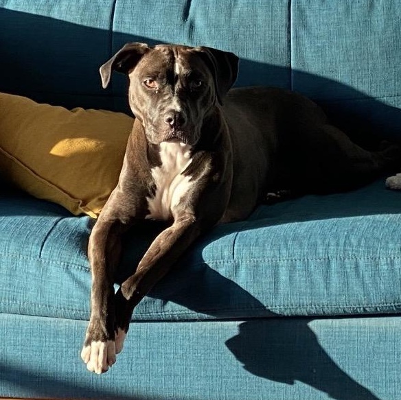 Mariachi D2149, Adoptable, Adult Female Pit Bull Terrier & Labrador Retriever.