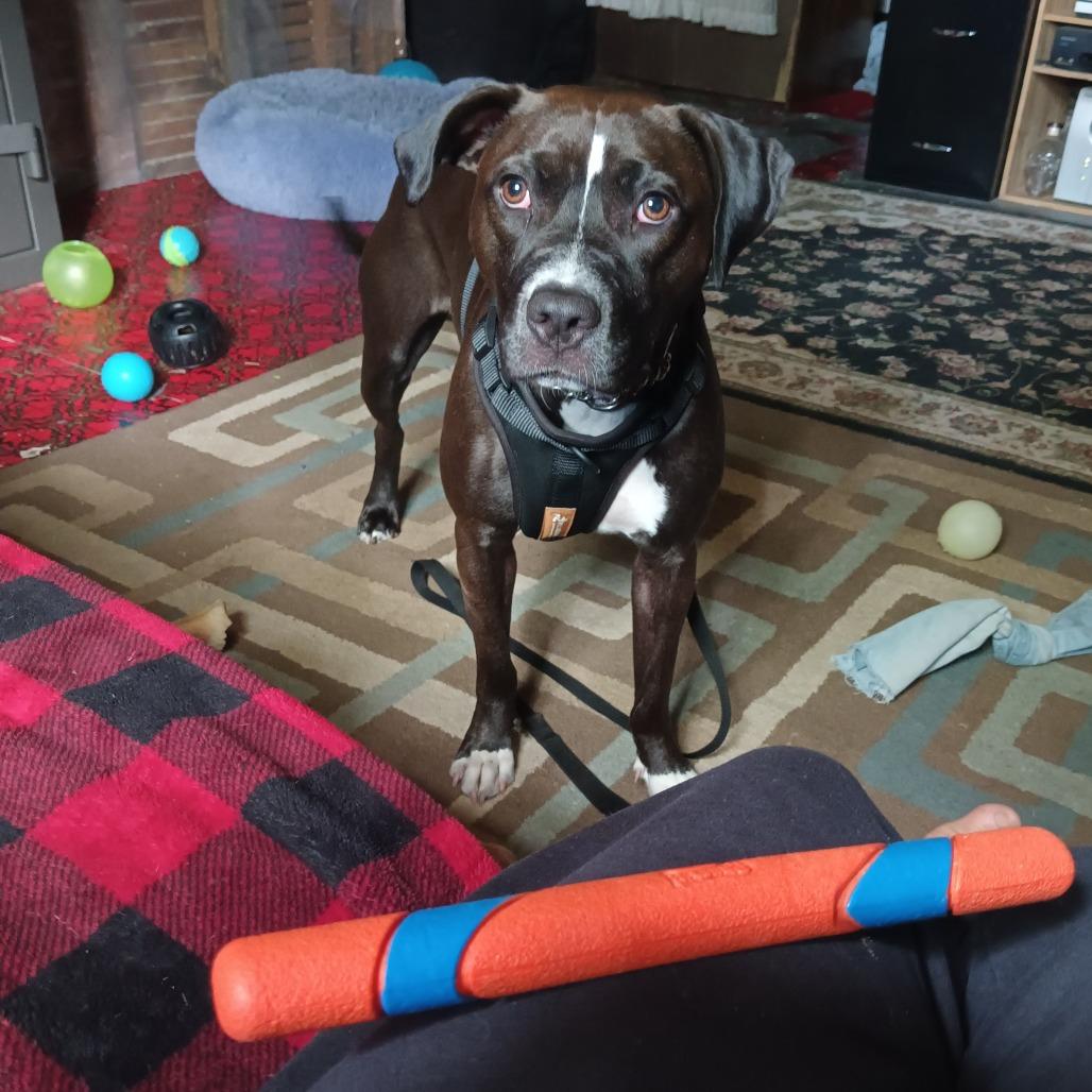 Enlarge Mariachi D2149, a Adoptable mixed breed in Blaine, MN image 4/5