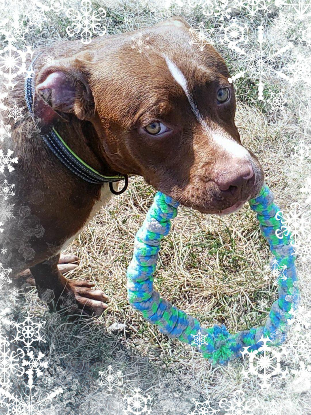 Hawk, a Adoptable mixed breed in Whiting, IN image 1/9