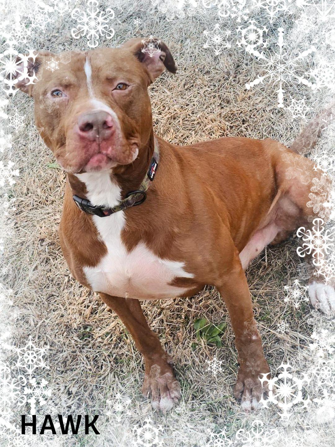 Hawk, Adoptable, Adult Male Pit Bull Terrier.