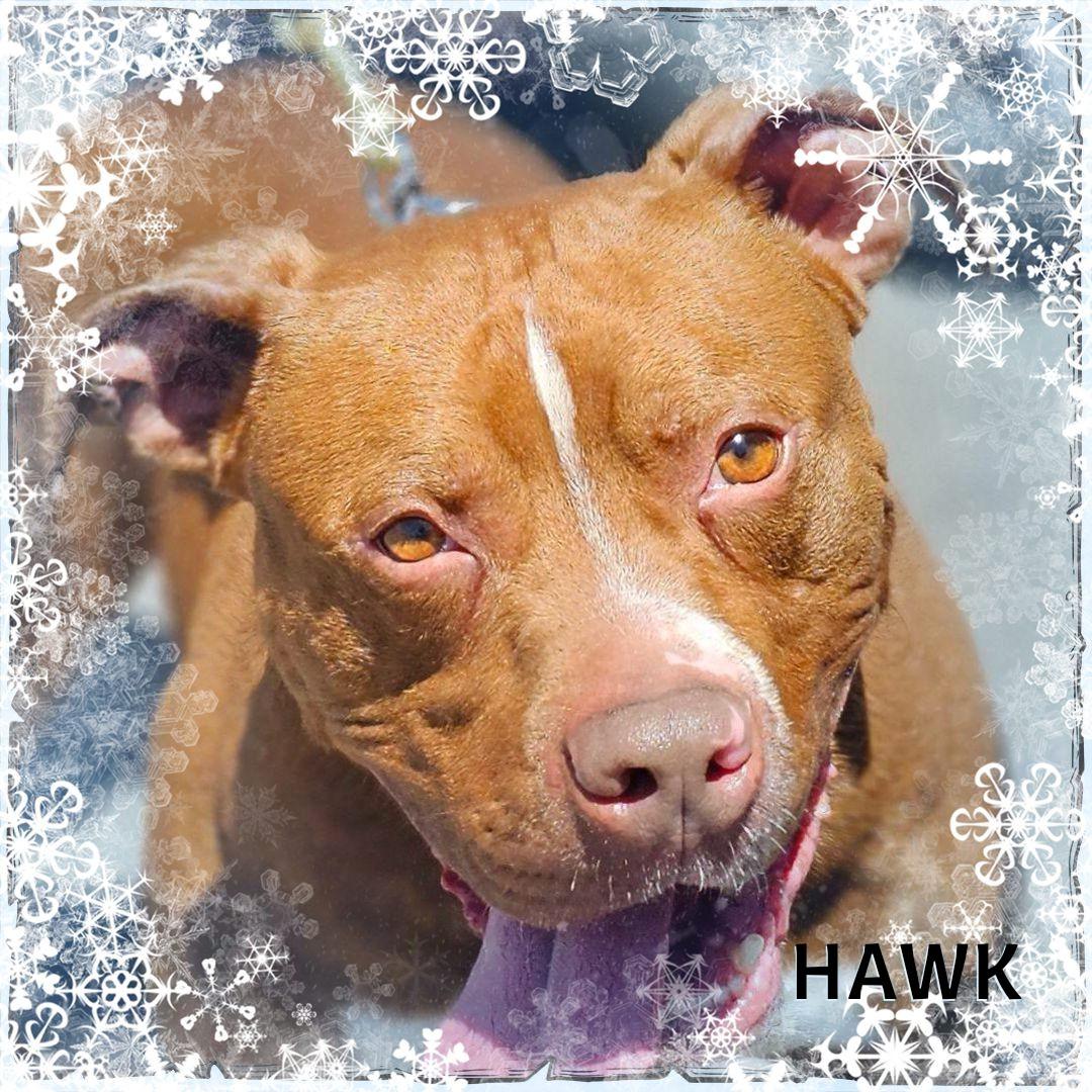 Enlarge Hawk, a Adoptable mixed breed in Whiting, IN image 5/5