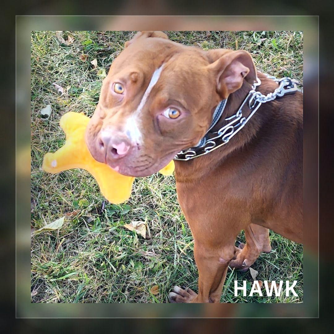 Hawk, a Adoptable mixed breed in Whiting, IN image 2/9