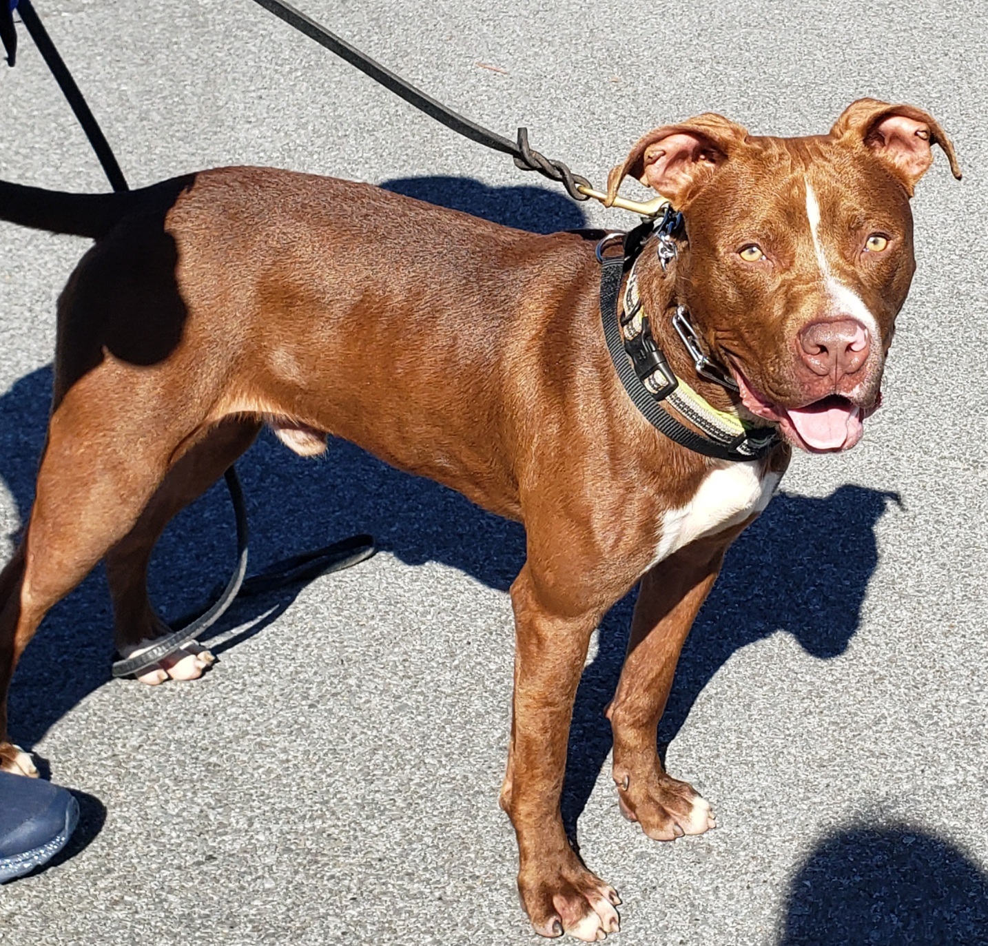 Hawk, a Adoptable mixed breed in Whiting, IN image 3/9