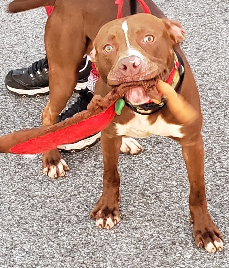 Hawk, a Adoptable mixed breed in Whiting, IN image 4/9
