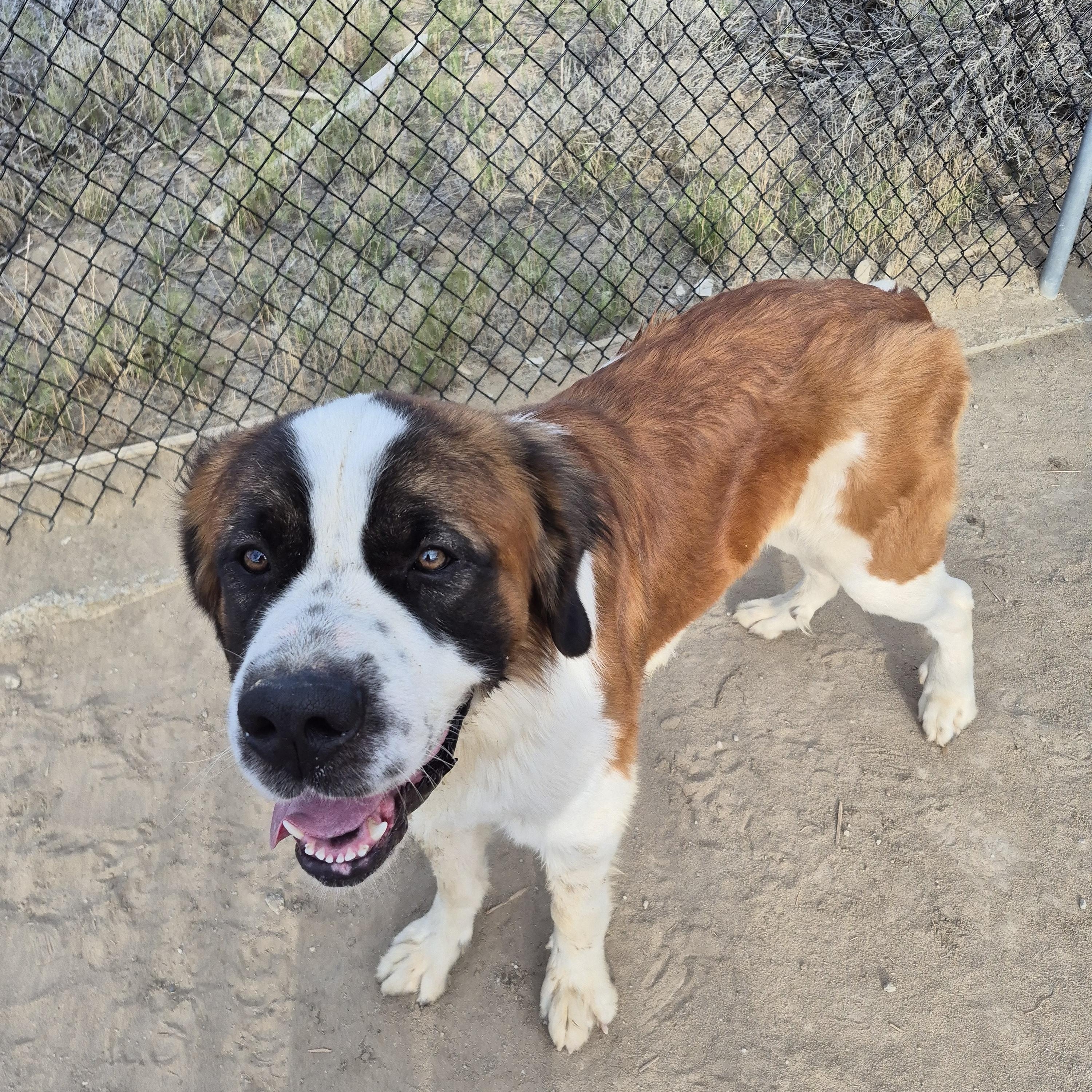 COPER, Adoptable, Young Male Saint Bernard.