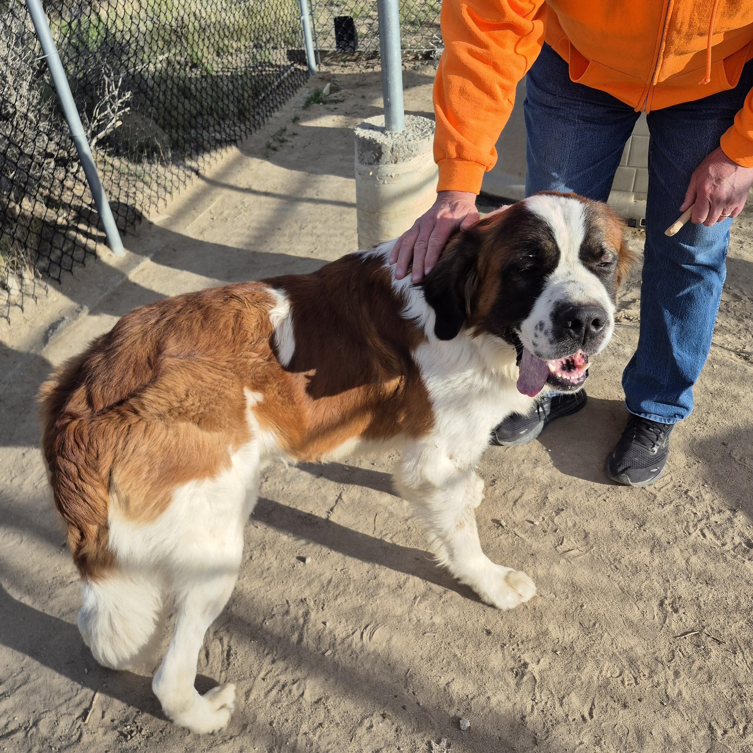 Enlarge COPER, a Adoptable Saint Bernard in Sparks, NV image 2/3