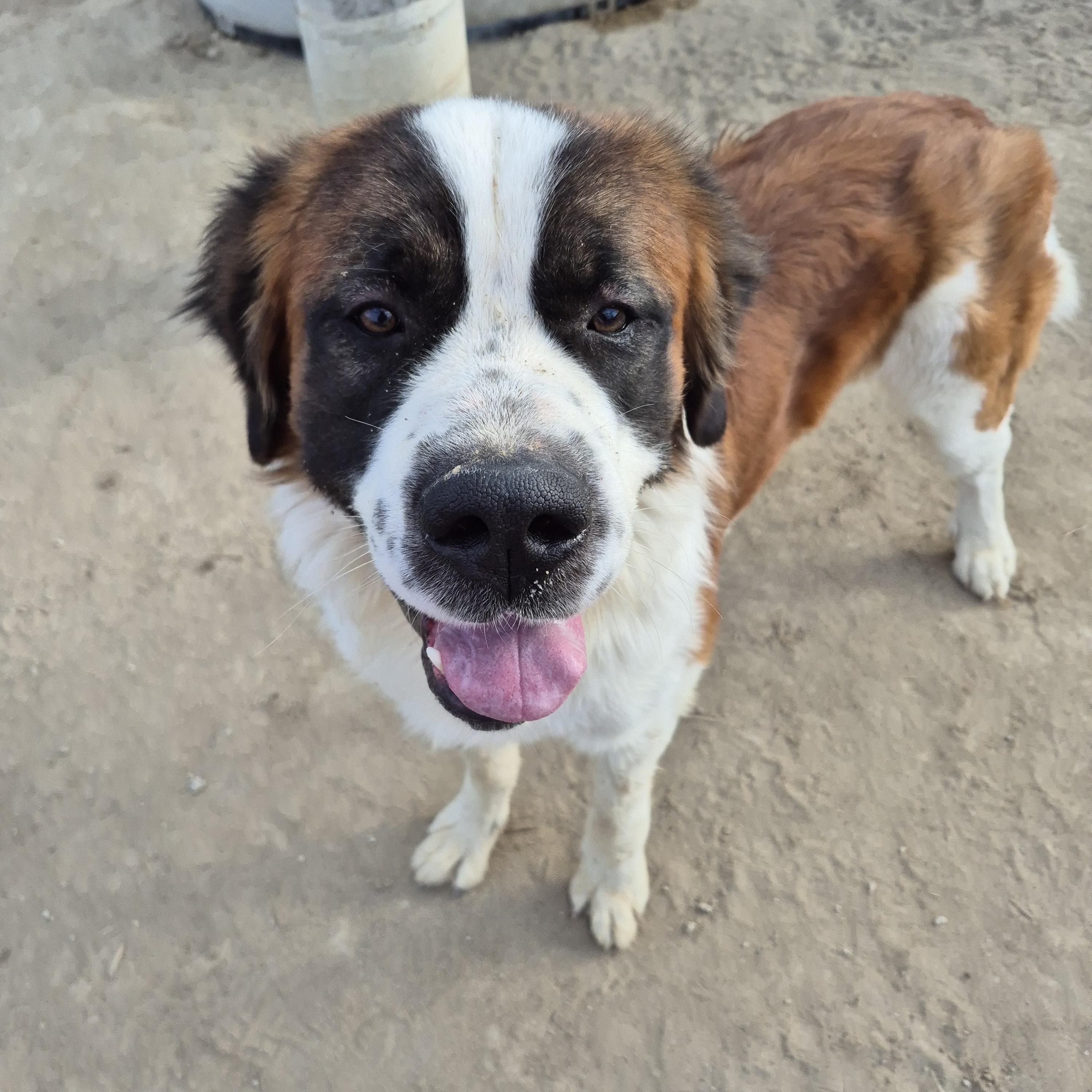 Enlarge COPER, a Adoptable Saint Bernard in Sparks, NV image 3/3