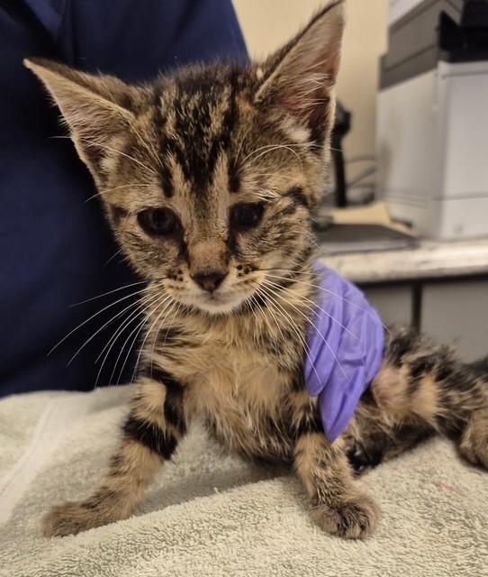 ROSEMARY, Adoptable, Kitten Female Domestic Short Hair.