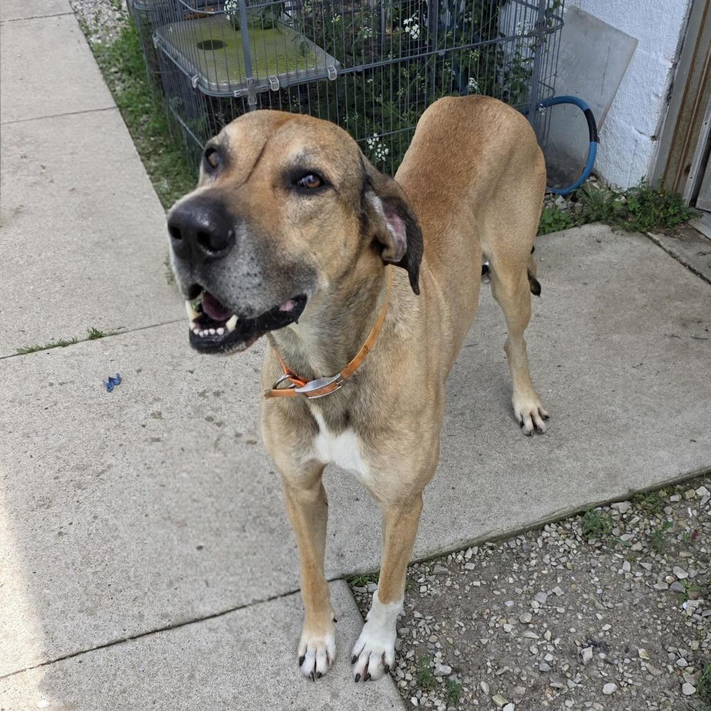 AURO-Gary, Adoptable, Senior Male Great Dane.