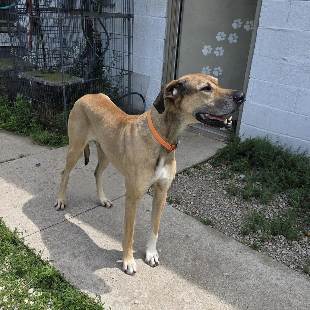 Enlarge AURO-Gary, a Adoptable Great Dane in Aurora, MO image 2/4