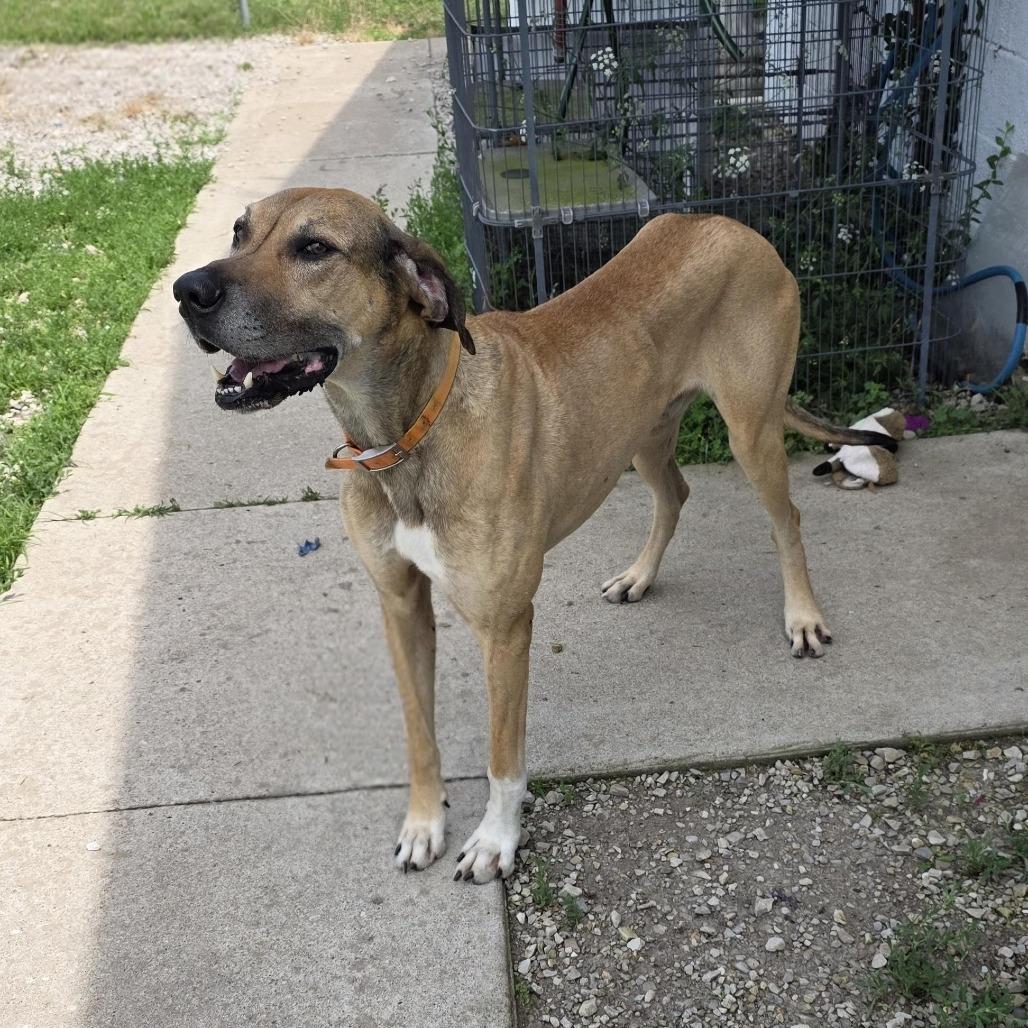 Enlarge AURO-Gary, a Adoptable Great Dane in Aurora, MO image 3/4