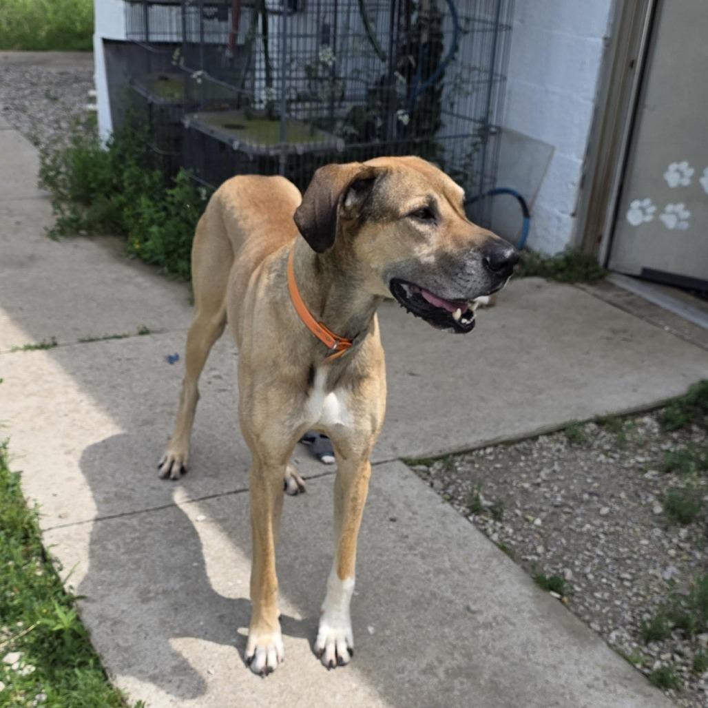 Enlarge AURO-Gary, a Adoptable Great Dane in Aurora, MO image 4/4