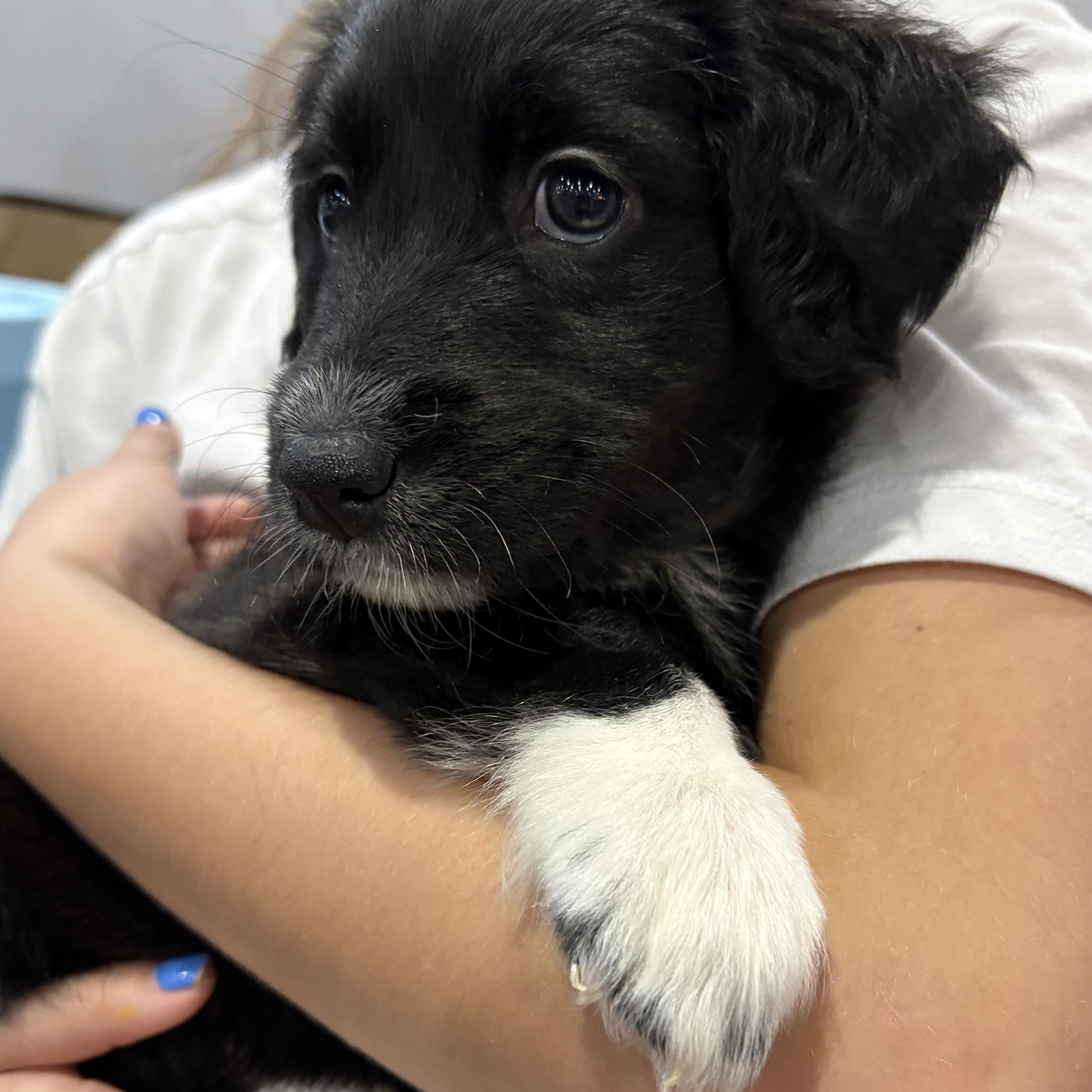 Clementine — thumbnail 2