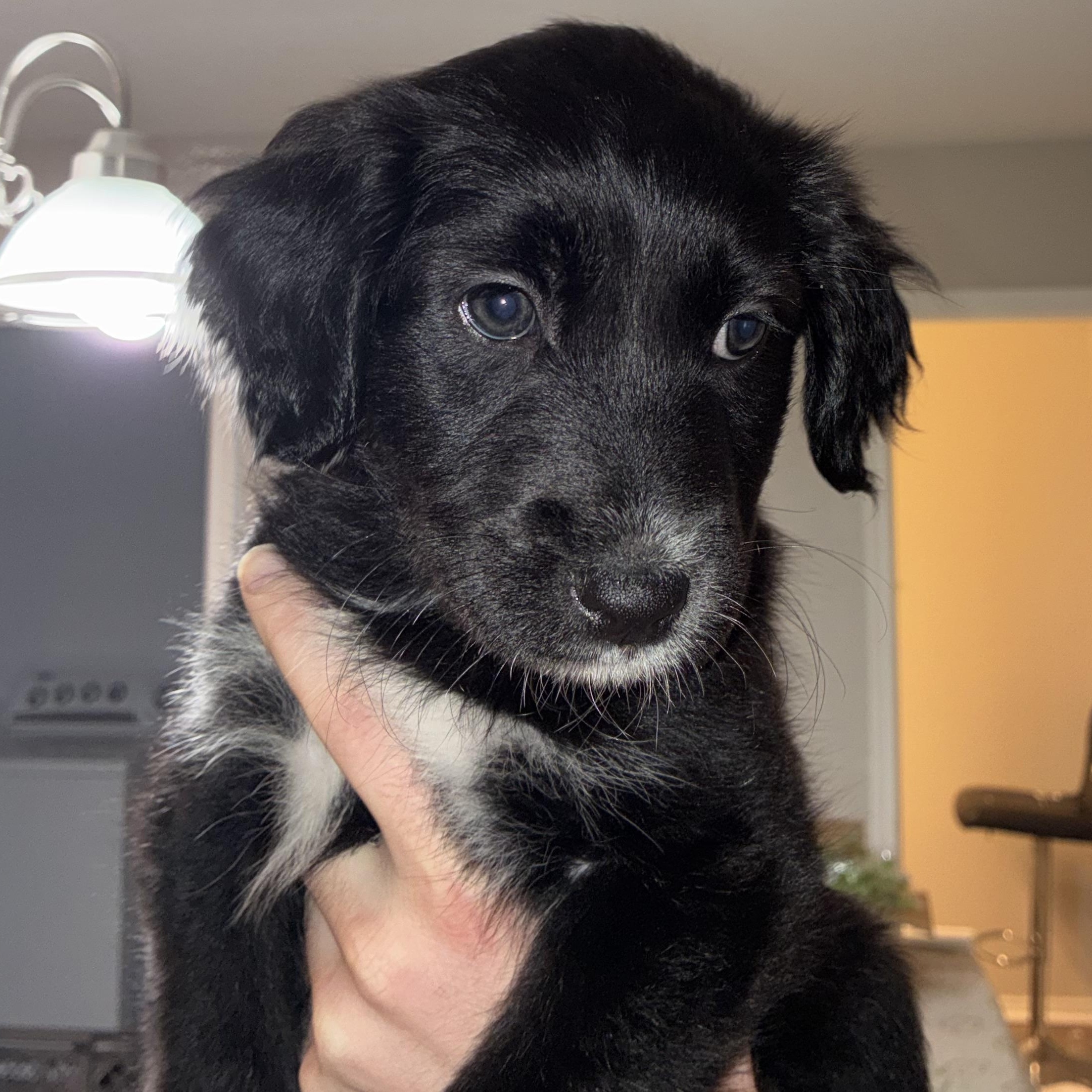 Clementine — thumbnail 4