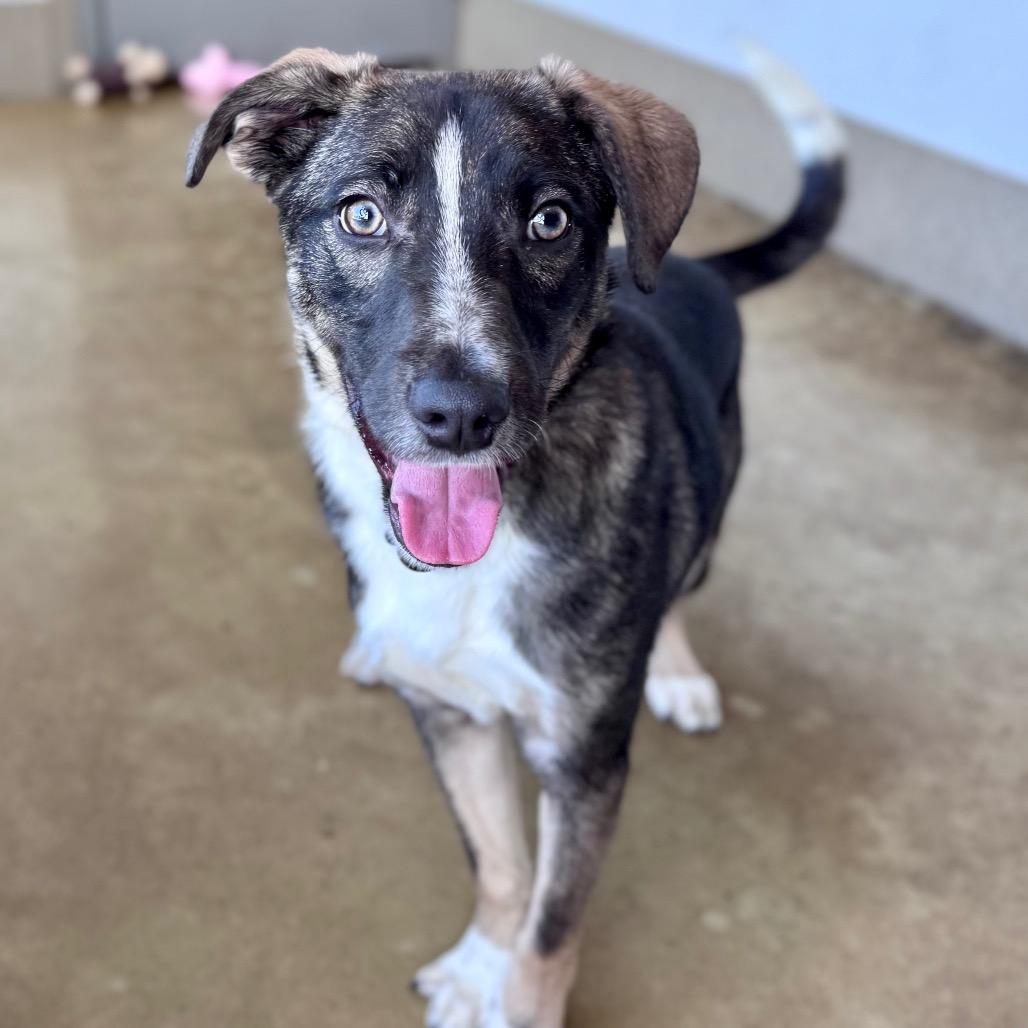 Enlarge Donut, a Adoptable mixed breed in Green Bay, WI image 5/6